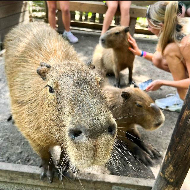 Close-up of a curious capybara with two other capybaras resting nearby while visitors pet them at Wild Florida.