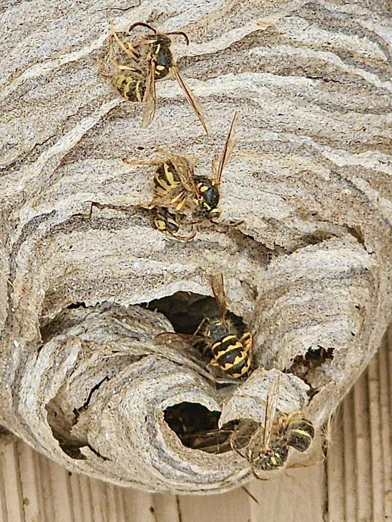 a wasp nest with several wasps visible. The nest is made of a papery material and has a rough, textured surface. It is attached to a wall in an attic. 