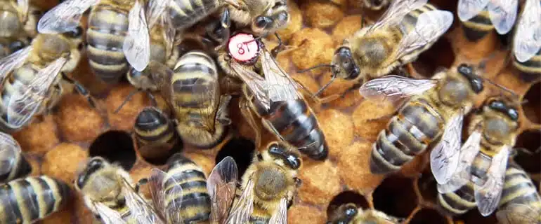 Les sous-espèces d’abeilles et tous les type de croisements - APICULTEUR DÉBUTANT