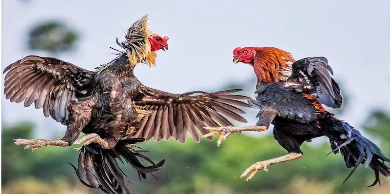 Khám Phá Thế Giới Đá Gà Xin88 – Đỉnh Cao Giải Trí Làm Giàu - Anh Nail