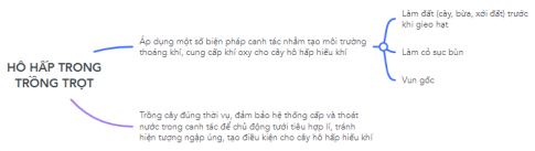Sơ đồ hóa các ứng dụng thực tiễn của quá trình hô hấp ở thực vật.