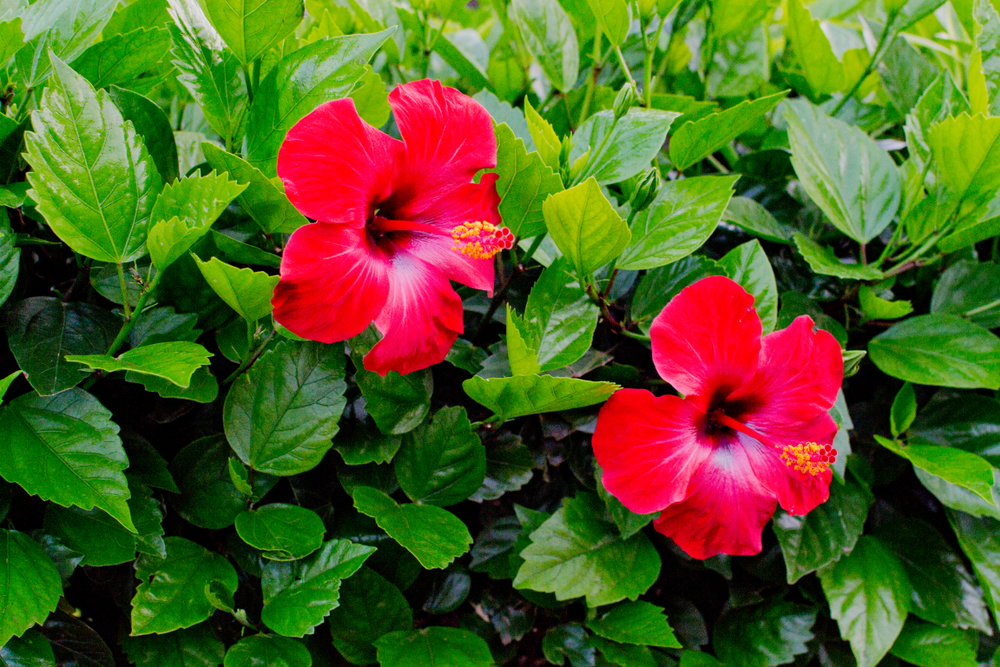 Hibiscus in home