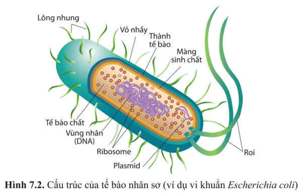 BÀI 7 - TẾ BÀO NHÂN SƠ VÀ TẾ BÀO NHÂN THỰC