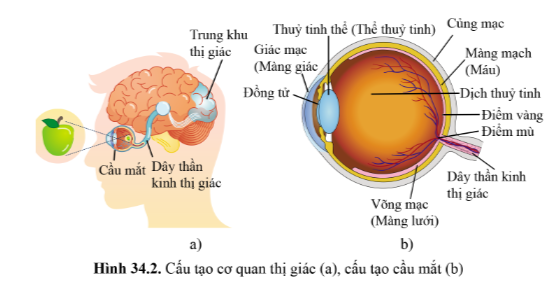 BÀI 34 - HỆ THẦN KINH VÀ CÁC GIÁC QUAN Ở NGƯỜI