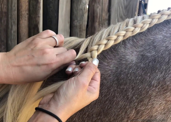 Crest French Braid