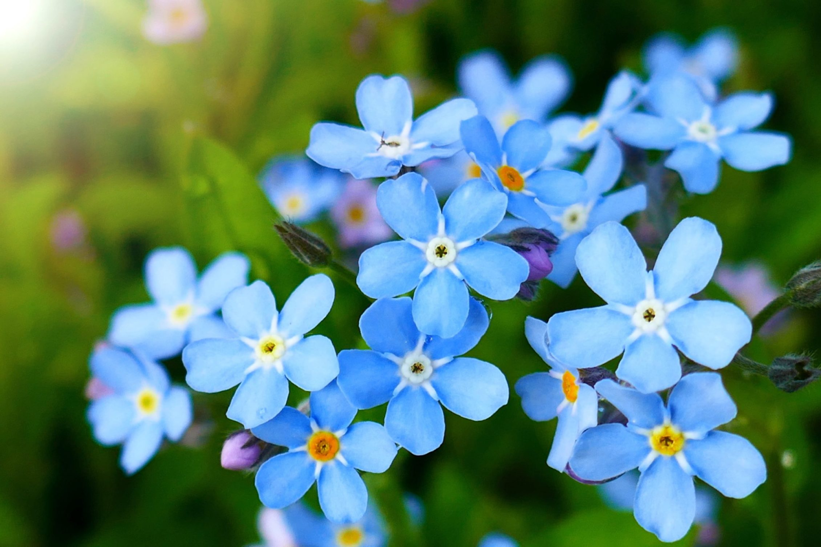 Forget Me Nots