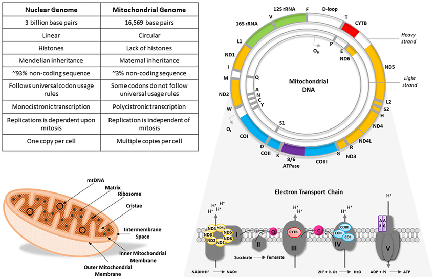 Nuclear Genome vs. Mitochondrial Genome