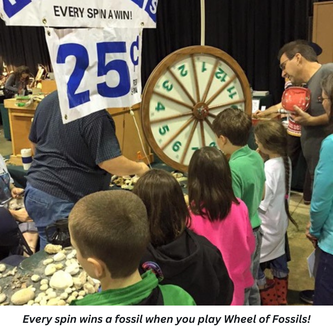 Every spin wins a fossil when you play Wheel of Fossils!