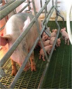 C:\Users\dr hmar.LPM\Desktop\Infrastructure LFP\Piggery photos\Selected\PHOTOGRAPH OF YOUNG PIGS 1.jpg