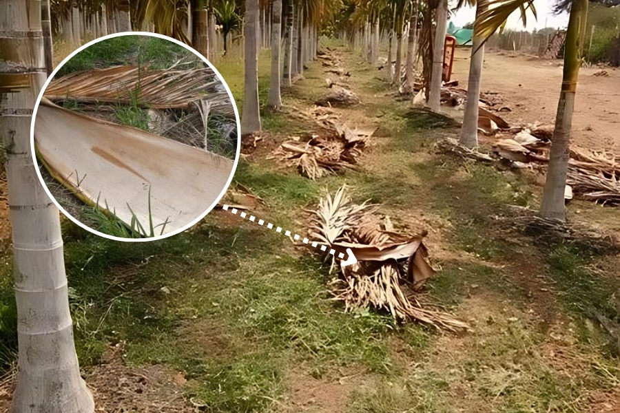 Palm Leaf Harvesting