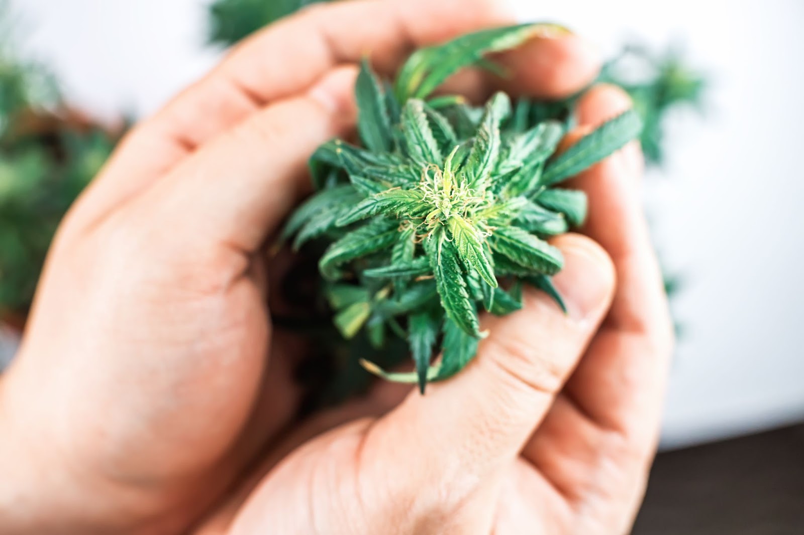 A hand holding an indoor cannabis plant.
