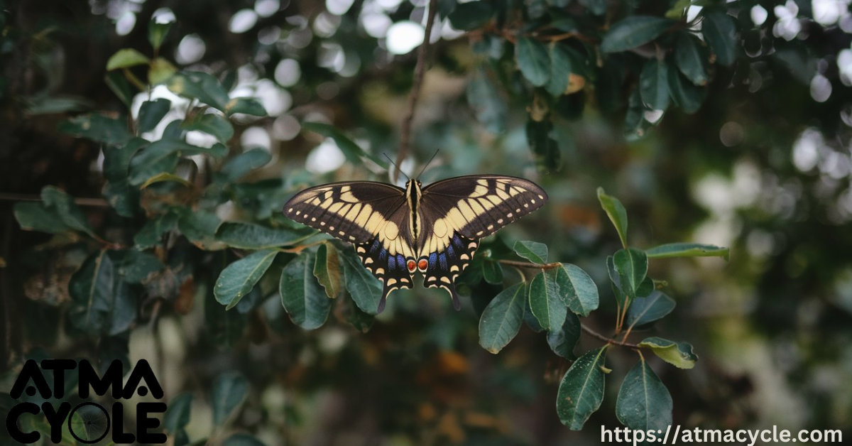 Spiritual Significance of Black and Yellow Butterflies