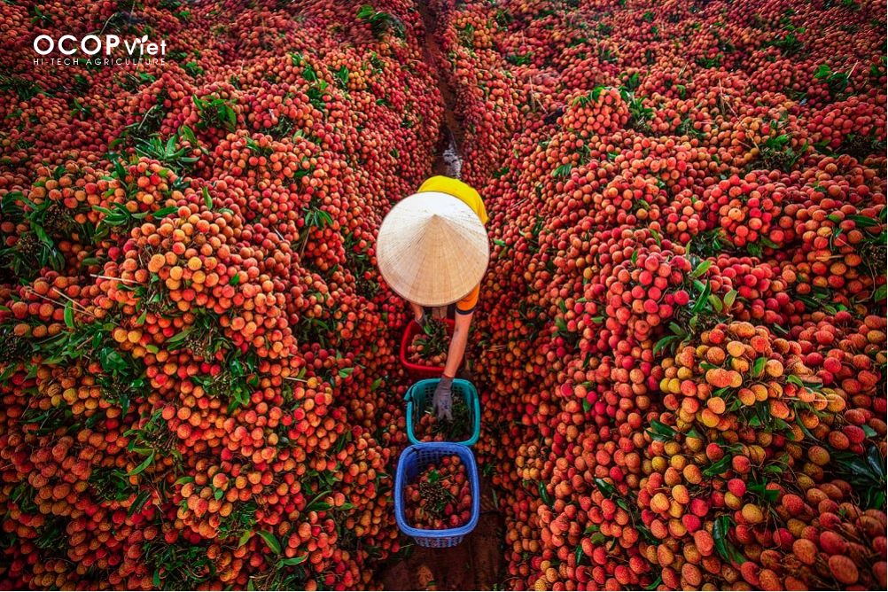 top trái cây nhiệt đới