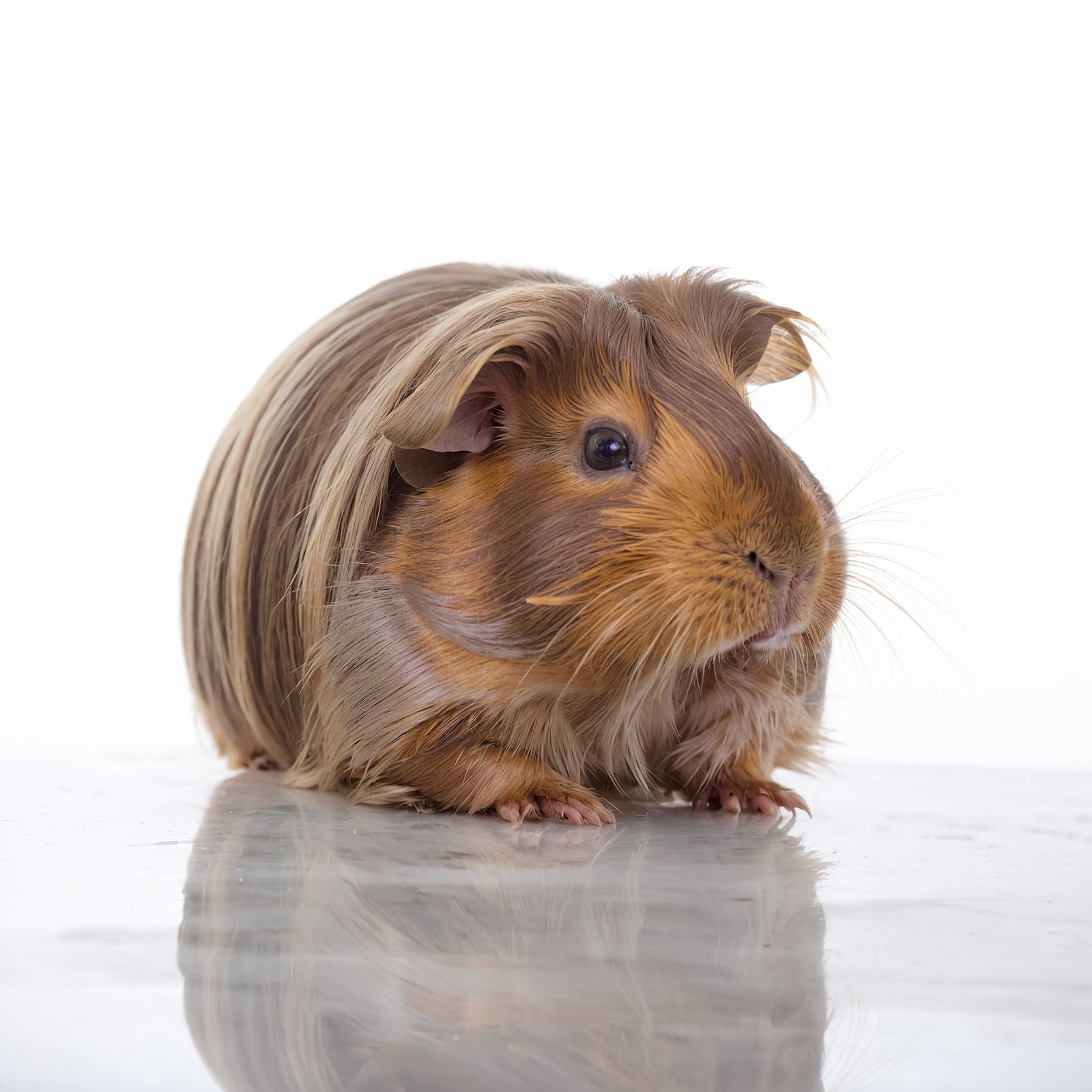 Coronet Guinea Pig