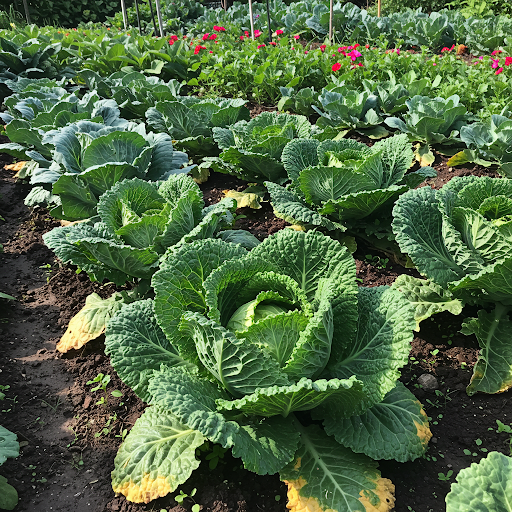 Conclusion: Enjoying the Rewards of Your Savoy Cabbage Harvest