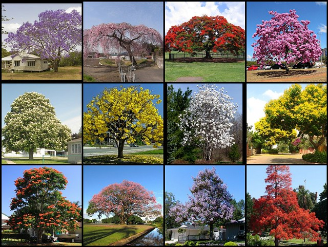 Flowering Trees