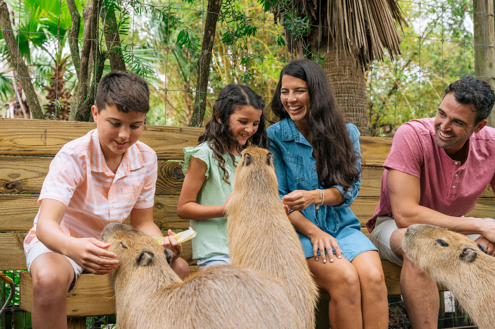 A family laughing as they feed capybaras lettuce during Wild Florida’s animal encounter.