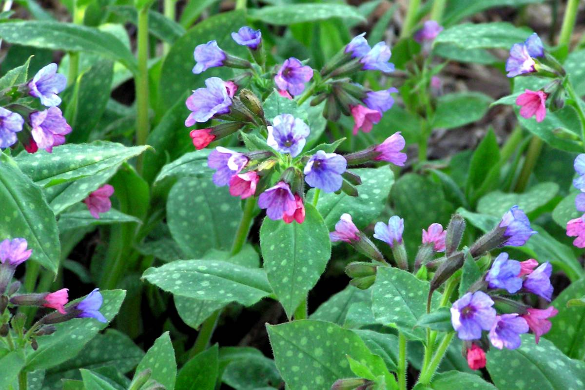 Lungwort Botanical Description