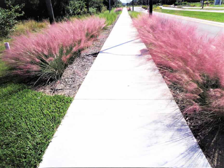 Designing with Muhly Grass in Landscape