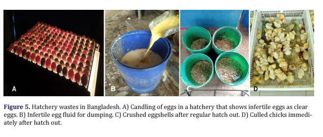 Hatchery wastes in Bangladesh: Infertile eggs, Eggshells, Culled Chicks, Source: Journal of Advanced Veterinary and Animal Research, 2022