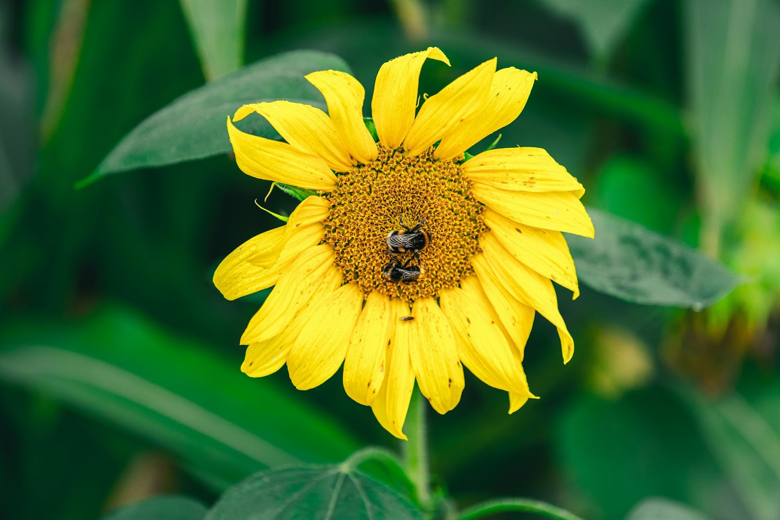 Rare Flowers