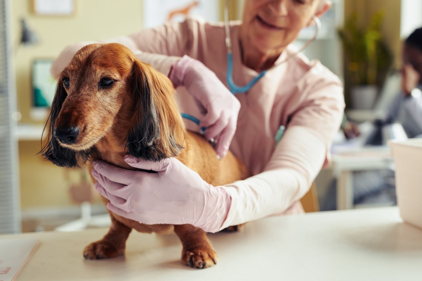 Senior Pet Care