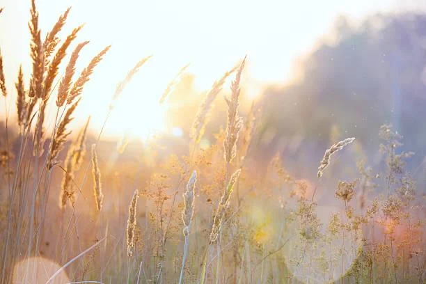 Serene Nature Scenes You Can’t Look Away From, serene scenes, relaxing photos, nature, landscape, calming visuals, tranquil vibes