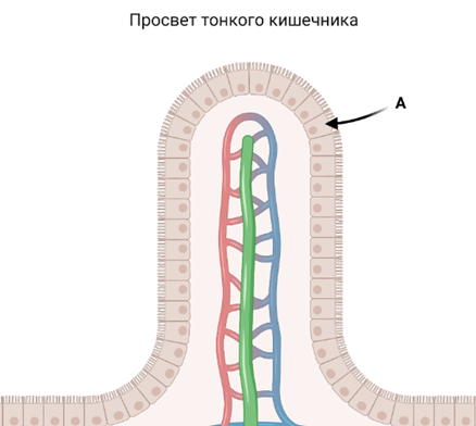 https://uchebnik.mos.ru/cms/system/atomic_objects/files/013/196/735/original/image025.png