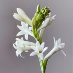 Mexican Tuberose