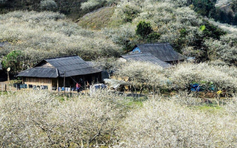 hung lũng mận Nà Ka đẹp nao lòng với sắc trắng bao phủ