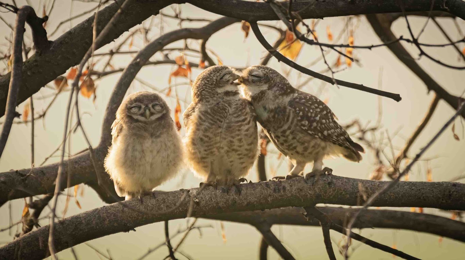 https://c02.purpledshub.com/uploads/sites/62/2024/12/Nikon-Comedy-Wildlife-Awards-smooching-owlets-scaled.jpg