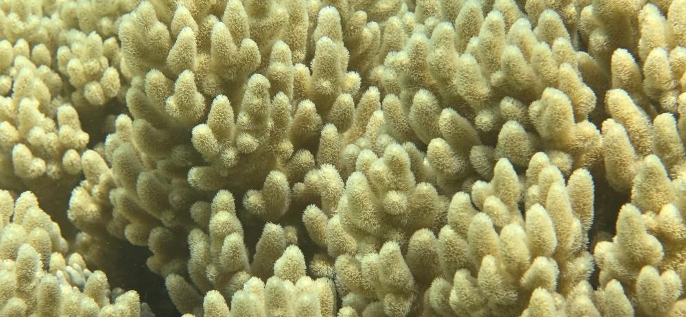 Close-up of a coral reefDescription automatically generated