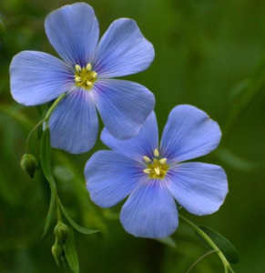 Flax Flower