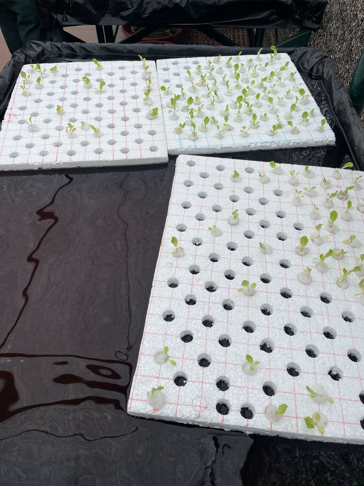 hydroponic garden