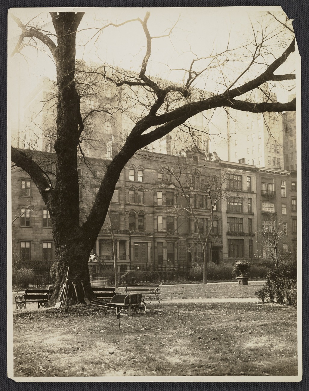 Large leafless tree in a city park with benches, gardening tools, and historic brownstone buildings in the background, representing urban green space and vintage architecture.