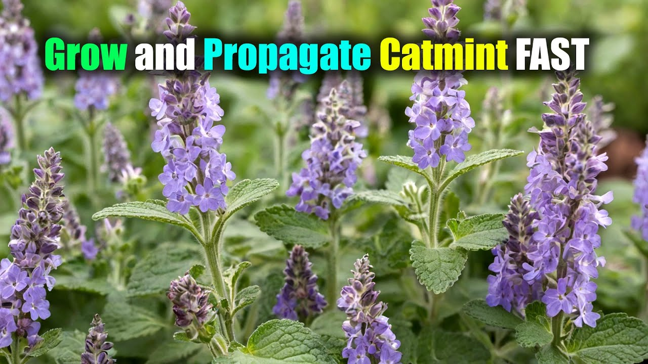 Catmint Special Considerations 