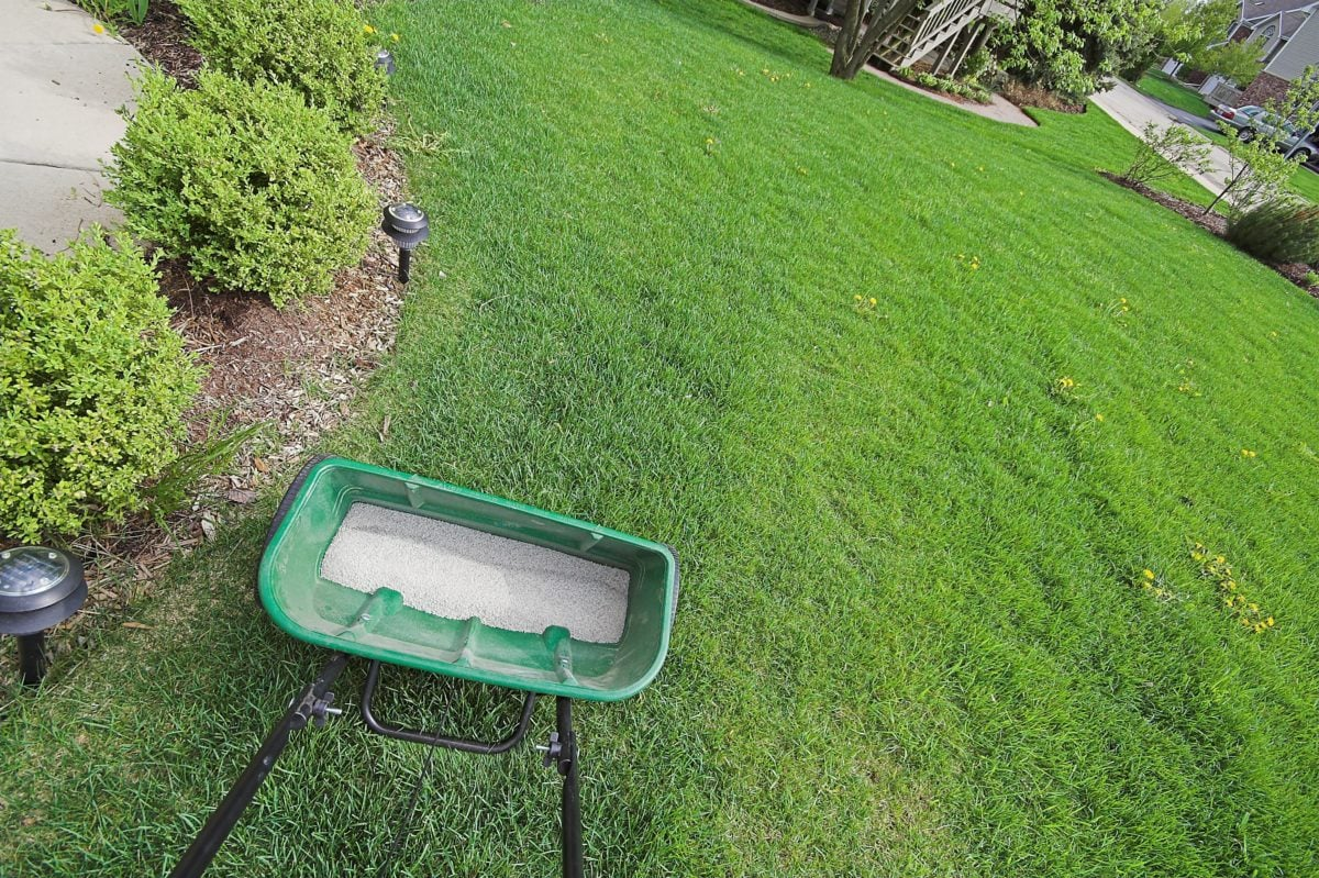 Best Time To Fertilize The St Augustine Grass