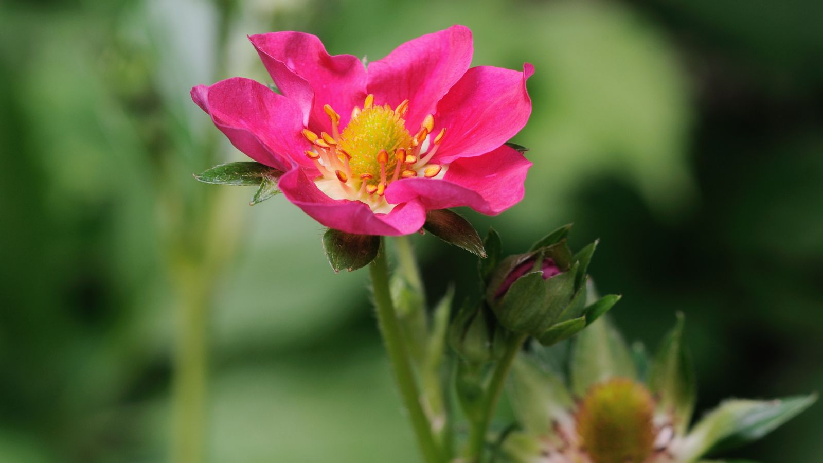 A close-up shot of vibrant colored blooms and buds of the Tarpan variety of plant.