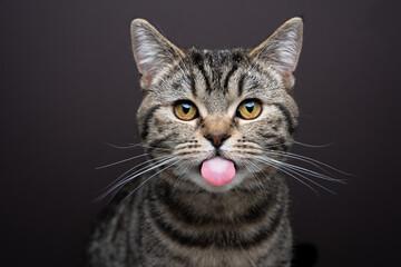 A cat with its tongue out

Description automatically generated