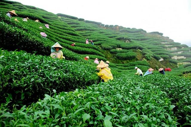 tea garden | Sylhet Herbal tea garden Posted on September 2,… | Flickr