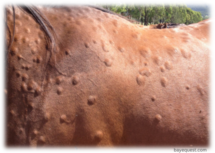 Hives in Horses