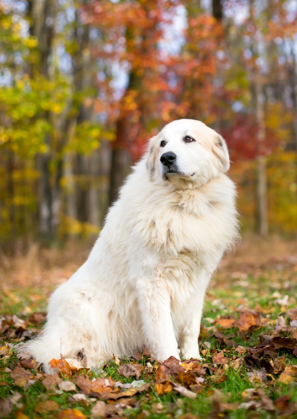 What is a Guardian Dog? Meaning, Role, and Purpose