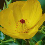 Mexican Prickly Poppy