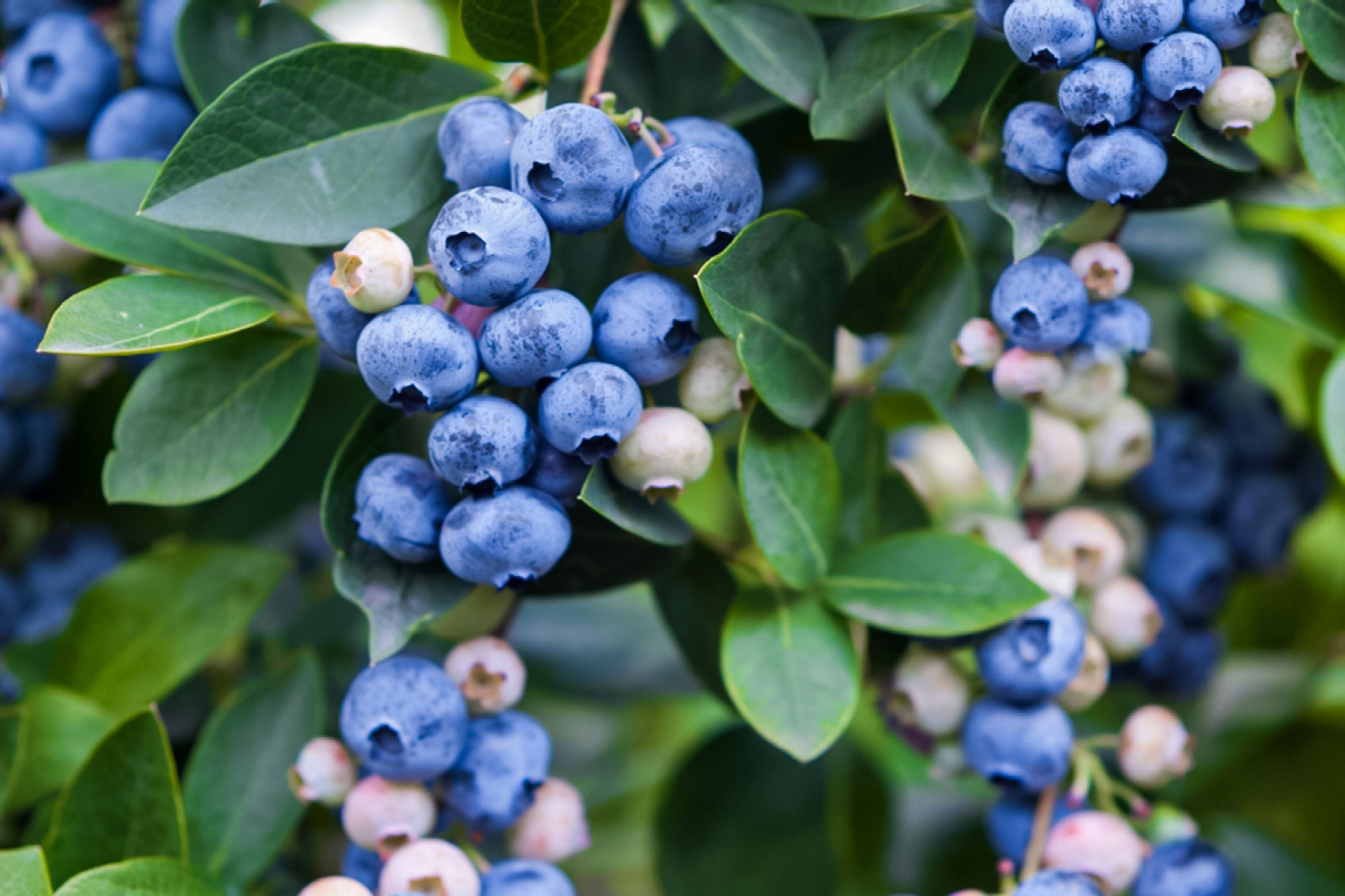 Blueberries superfoods