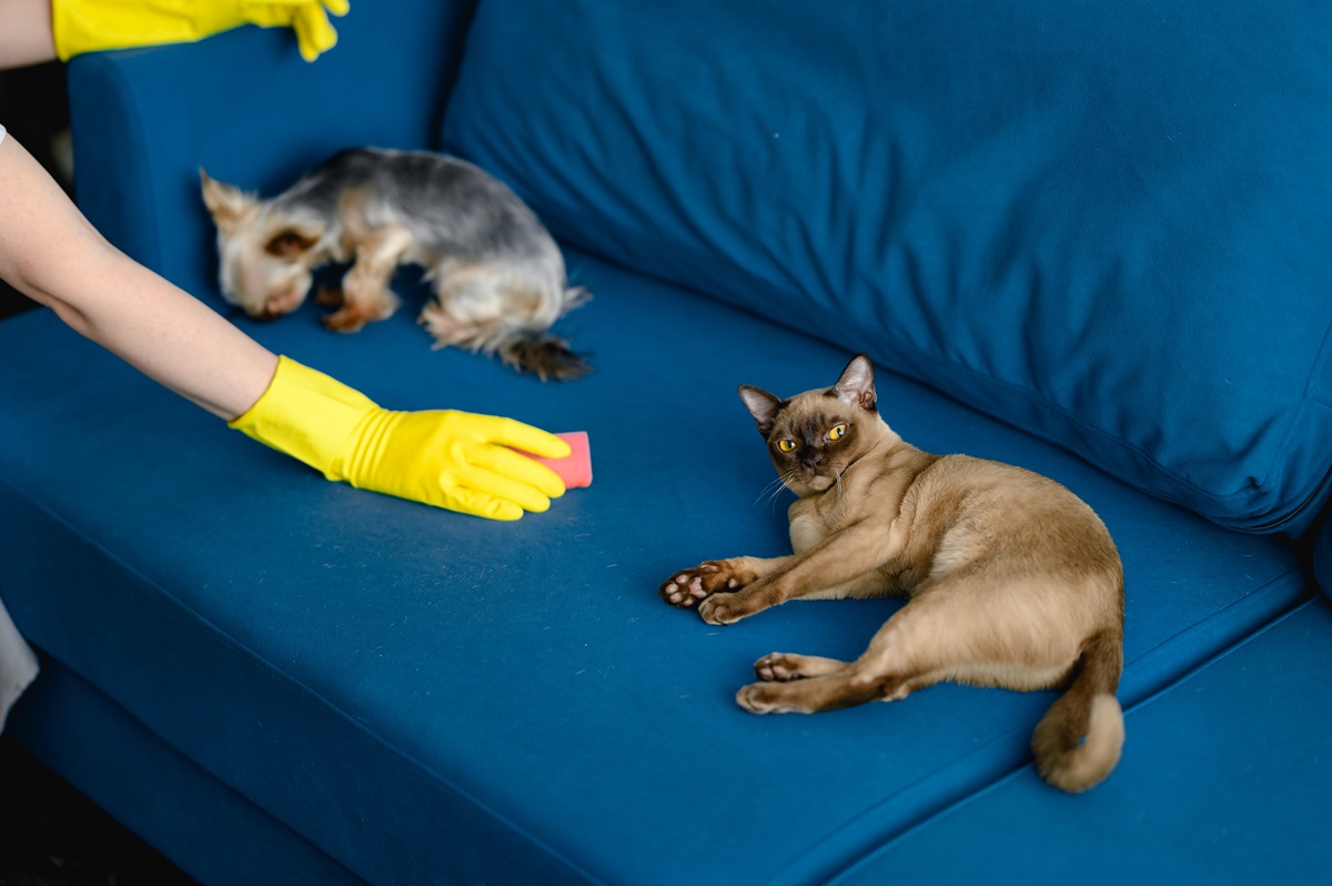 How Often Should You Schedule Recurring Cleaning in Tucson? 8