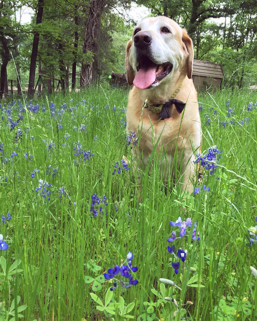 Bluebonnets