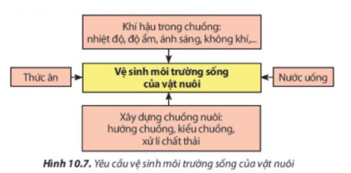 BÀI 10. KĨ THUẬT NUÔI DƯỠNG VÀ CHĂM SÓC VẬT NUÔI1. Vai trò của việc nuôi dưỡng, chăm sóc và phòng, trị bệnh cho vật nuôiCâu 1: Quan sát hình 10.1 và nêu những yếu tố ảnh hưởng đến sự phát triển của vật nuôi.Đáp án chuẩn:- Quá trình chọn con giống- Quá trình nuôi dưỡng- Quá trình chăm sóc- Quá trình phòng và trị bệnhCâu 2: Hãy liệt kê những công việc cần làm để nuôi dưỡng và chăm sóc vật nuôi.Đáp án chuẩn:- Chuẩn bị chuồng trại một cách tốt nhất, chọn nơi đủ mát, đủ ấm, đủ ánh sáng để làm chuồng- Nuôi vật nuôi mẹ tốt để có nhiều sữa chất lượng tốt cho đàn con.- Tiêm thuốc phòng các bệnh theo đúng từng giai đoạn- Cho vật nuôi vận động và tiếp xúc với nhiều ánh sáng.- Giữ vệ sinh, phòng bệnh cho vật nuôi.- Cần phải cho vật nuôi vận động, tắm chải thường xuyên, kiểm tra thể trọng và tinh dịch.Câu 3. Theo em, vì sao tiêm vaccine lại giúp vật nuôi phòng ngừa được bệnh dịch?Đáp án chuẩn:Tiêm vaccine giúp vật nuôi phòng ngừa bệnh dịch bằng cách kích thích hệ thống miễn dịch tạo miễn dịch đặc hiệu chủ động, tăng sức đề kháng và loại bỏ mầm mống vi sinh vật gây bệnh.2. Chăn nuôi vật nuôi2.1 Chăn nuôi vật nuôi nona. Một số đặc điểm sinh lí cơ thể của vật nuôi nonCâu 4: Hãy nêu các đặc điểm cơ thể của vật nuôi non mà biết trong từng trường hợp được minh họa ở hình 10.2Đáp án chuẩn:- Hình 10.2a: Lợn con: Bộ máy tiêu hóa của lợn con phát triển nhanh nhưng chưa hoàn thiện về chức năng, khả năng tiêu hóa của lợn con rất hạn chế.- Hình 10.2b: Gà con: thân nhiệt chưa ổn định, khả năng điều tiết thân nhiệt kém. - Hình 10.2c: Bê (Bò con): sức đề kháng còn yếu, hệ tiêu hóa chưa hoàn chỉnh. Câu 5: Đặc điểm cơ thể ảnh hưởng đến quá trình sinh trưởng của vật nuôi non như thế nào?Đáp án chuẩn:- Sự điều tiết thân nhiệt chưa hoàn chỉnh: Cần giữ ấm để tránh cơ thể yếu và chậm phát triển.- Chức năng tiêu hóa chưa hoàn chỉnh: Cần chọn thức ăn dễ tiêu hóa cho con non.- Hệ miễn dịch chưa phát triển, sức đề kháng kém: Con non dễ mắc bệnh hơn vật nuôi trưởng thành.b. Nuôi dưỡng, chăm sóc vật nuôi conCâu 6: Nêu tác dụng của các công việc nuôi dưỡng và chăm sóc vật nuôi non được minh họa trong mỗi trường hợp ở Hình 10.3Đáp án chuẩn:- Hình 10.3a: Sưởi ấm để tránh nhiễm lạnh và bệnh về hô hấp, tiêu hóa cho vật nuôi non.- Hình 10.3b: Cho bú sữa đầu đủ dinh dưỡng và kháng thể để cơ thể vật nuôi non chống lại bệnh tật.- Hình 10.3c: Tập cho ăn sớm để cung cấp dinh dưỡng và phát triển hệ tiêu hóa cho vật nuôi non.- Hình 10.3d: Vận động và tiếp xúc với nắng sớm để cơ thể vật nuôi non khỏe mạnh và trao đổi chất tốt.- Hình 10.3e: Giữ chuồng sạch, khô ráo; tiêm vaccine phòng bệnh và đảm bảo vệ sinh cho vật nuôi non.- Hình 10.3f: Theo dõi thường xuyên, phát hiện và điều trị bệnh kịp thời; cách li vật nuôi non nếu nhiễm bệnh để ngăn chặn lây lan.2.2. Chăn nuôi vật nuôi đực giốnga. Yêu cầu đối với vật nuôi đực giốngCâu 7: Vật nuôi đực giống có vai trò gì trong sự phát triển của đàn?Đáp án chuẩn:Nhằm đạt khả năng phối giống cao và cho con giống tốt cho vật nuôi đời sau Câu 8: Các vật nuôi đực giống trong Hình 10.4 có đặc điểm cơ thể như thế nào?Đáp án chuẩn:- Hình 10.4a: Hình thể chắc khỏe, thân dài, lưng thẳng, tai to và u vai phát triển.- Hình 10.4b: Thân lông màu trắng tuyền, đầu nhỏ, tai to dài rủ xuống, mõm thẳng.- Hình 10.4c: Ngoại hình to, khỏe, lượng sữa dê khá. Con dê đực có đầu ngắn và rộng, tai to cân đối, cổ to, ngực nở, bốn chân cứng cáp, khả năng phối giống tốt.b. Nuôi dưỡng, chăm sóc vật nuôi đực giống2.3. Chăn nuôi vật nuôi cái sinh sảna. Yêu cầu đối với vật nuôi cái sinh sảnCâu 9: Cơ thể vật nuôi thay đổi như thế nào khi mang thai (Hình 10.5)?Đáp án chuẩn:- Hình 10.5a: Lợn cái mang thai: Tựa vú to lớn, bụng phát triển, không có biểu hiện động dục lại sau 21 ngày kể từ phối.- Hình 10.5b: Bò cái mang thai: Bầu vú căng, sần khi chạm, núm vú nhỏ gọn, sữa non đục trắng khi nặn thử.- Hình 10.5c: Dê cái sau lên giống: Theo dõi chu kỳ động dục tiếp theo sau 21 ngày, nếu không có biểu hiện động dục, có thể dê đã mang thai. Dê tăng cân, lông mềm, không để quá béo.Câu 10: Hãy nêu nhiệm vụ của các vật nuôi cái sinh sản ở giai đoạn nuôi con  (Hình 10.6).Đáp án chuẩn:- Hình 10.6a: Giữ ấm cho lợn con, cho lợn con bú- Hình 10.6b: Cho bê con bú sữa đầu, hướng dẫn con một số kỹ năng sống, tách bê con khỏi mẹ để rèn luyện khả năng tự lập.- Hình 10.6c: Cho dê con bú sữa đầu, tách dê con khỏi mẹ để rèn luyện khả năng tự lập.Câu 11: Chăm sóc vật nuôi cái sinh sản có tác động thế nào đến đàn vật nuôi con?Đáp án chuẩn:Ảnh hưởng đến sức khỏe cúa mẹ và con non trong bụng và chất lượng của đàn vật nuôi con.Câu 12: Theo em, cần làm gì để phòng và điều trị bệnh thông thường do kí sinh trùng như giun, sán, ve... gây ra cho vật nuôi?Đáp án chuẩn:- Vệ sinh chuồng nuôi sạch sẽ, đảm bảo khô ráo và thoáng mát.- Tiêm vaccine định kỳ cho vật nuôi.- Theo dõi và chăm sóc thường xuyên để phát hiện và điều trị bệnh kịp thời.3. Vệ sinh trong chăn nuôi3.1. Vệ sinh môi trường sống của vật nuôiCâu 13: Hãy quan sát hình 10.7 và nêu những yếu tố ảnh hưởng đến vệ sinh môi trường sống của vật nuôi.Đáp án chuẩn:- Nhiệt độ, độ ẩm, ánh sáng, không khí chuồng trại- Hướng chuồng, kiểu chuồng, xử lí chất thải, vị trí chuồng- Thức ăn và nước uống.Câu 14: Chất thải và rác thải trong chăn nuôi ảnh hưởng đến môi trường và sức khỏe của con người như thế nào?Đáp án chuẩn:- Gây ô nhiễm môi trường và là môi trường sinh sống của nhiều loại côn trùng gây nguy hiểm như ruồi, muỗi, gián và các mầm mống bệnh lý.- Ảnh hưởng trực tiếp đến sức khỏe con người, làm giảm sức đề kháng và tăng nguy cơ mắc bệnh. - Sản phẩm thịt và các sản phẩm từ vật nuôi không đảm bảo an toàn vệ sinh tuyệt đối.Luyện tậpCâu 1. Vì sao chăm sóc, phòng và trị bệnh cho vật nuôi lại ảnh hưởng đến năng suất, chất lượng sản phẩm chăn nuôi?Đáp án chuẩn:Chăm sóc, phòng và điều trị bệnh kém có thể làm giảm sức đề kháng và sức khỏe của vật nuôi, gây ảnh hưởng đến năng suất và chất lượng sản phẩm chăn nuôi. Câu 2. Trình bày biện pháp nuôi dưỡng, chăm sóc cho các vật nuôi được minh họa trong Hình 10.8Đáp án chuẩn:Hình 10.8a: Cho vật nuôi con vận động để tăng cường sức khỏe, tiếp xúc nhiều với nắng sớm để cơ thể khỏe mạnh và trao đổi chất tốt.Hình 10.8b: Giữ vệ sinh chuồng sạch sẽ, khô ráo tạo điều kiện tốt nhất cho vật nuôi sinh hoạtHình 10.8c: Cho bú sữa đầu có đủ chất dinh dưỡng, nhiều kháng thể giúp cho cơ thể vật nuôi non chống lại bệnh tật.Câu 3. Cách chăm sóc vật nuôi đực giống khác với vật nuôi cái sinh sản như thế nào?Đáp án chuẩn:- Chăm sóc và nuôi dưỡng vật nuôi cái trong giai đoạn mang thai và nuôi con quyết định đến chất lượng đàn con.- Chăm sóc đúng cách vật nuôi đực giống để tăng khả năng giao phối và cải thiện chất lượng đàn con.Vận dụng