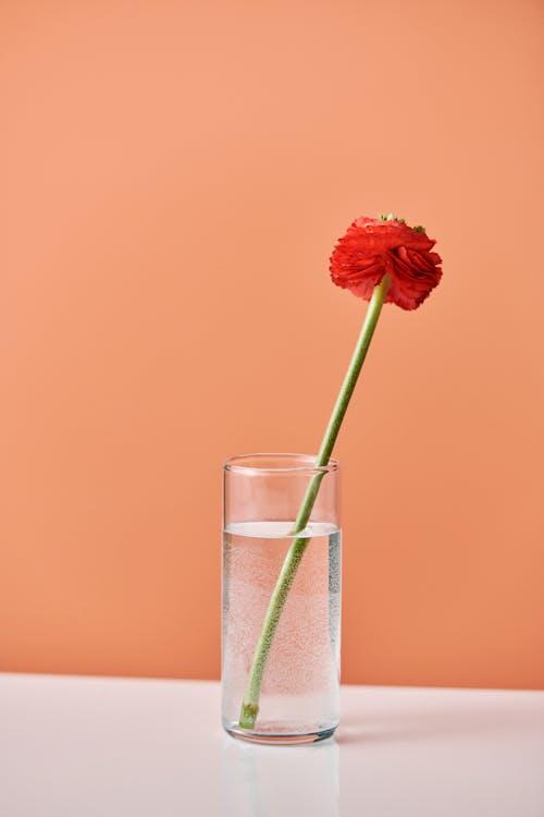 Free Vibrant red flower in a glass vase with an orange backdrop, minimalistic style. Stock Photo