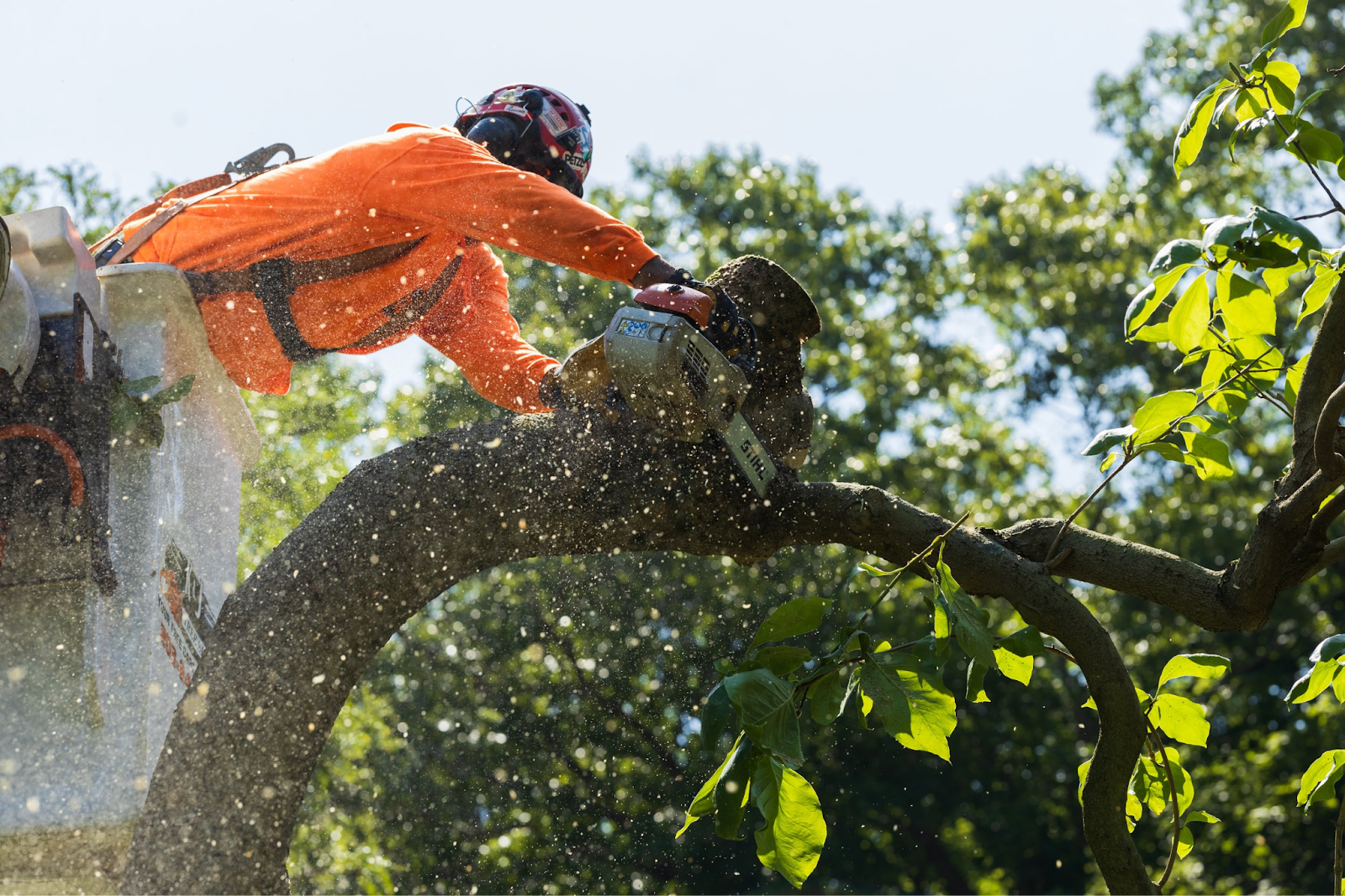 Tree Service