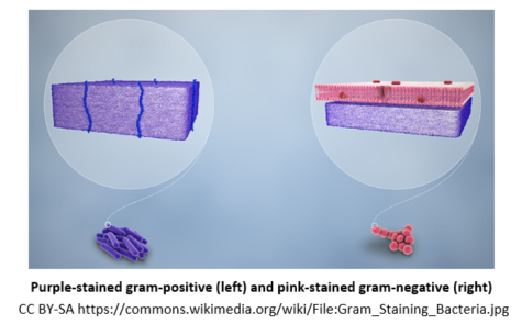 Gram-Positive and Gram-Negative Bacteria